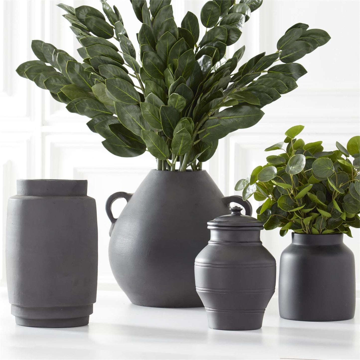 ZZ Plant Branch