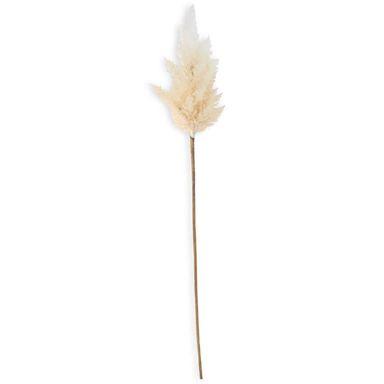 Cream Pampas Grass
