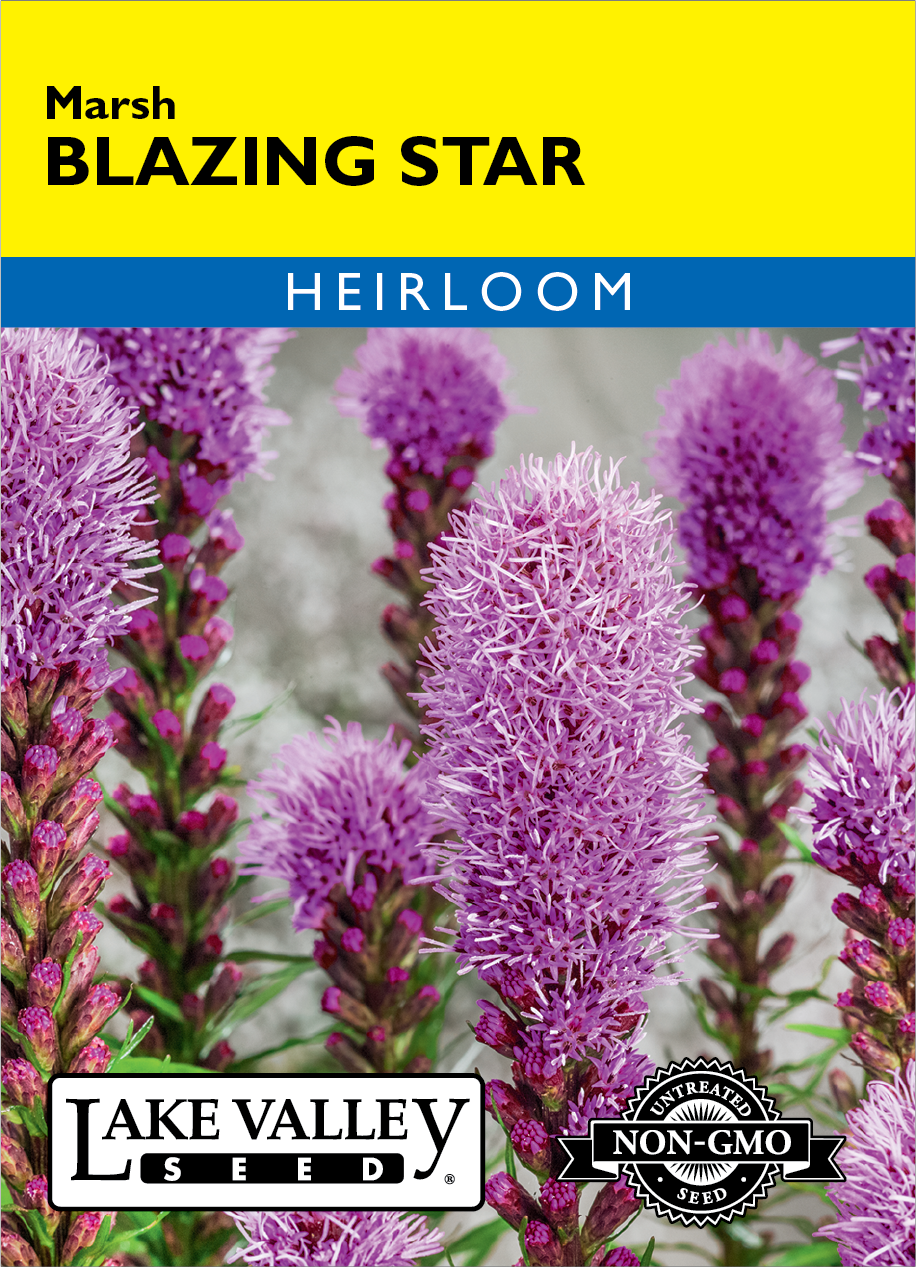 Blazing Star Marsh Seeds