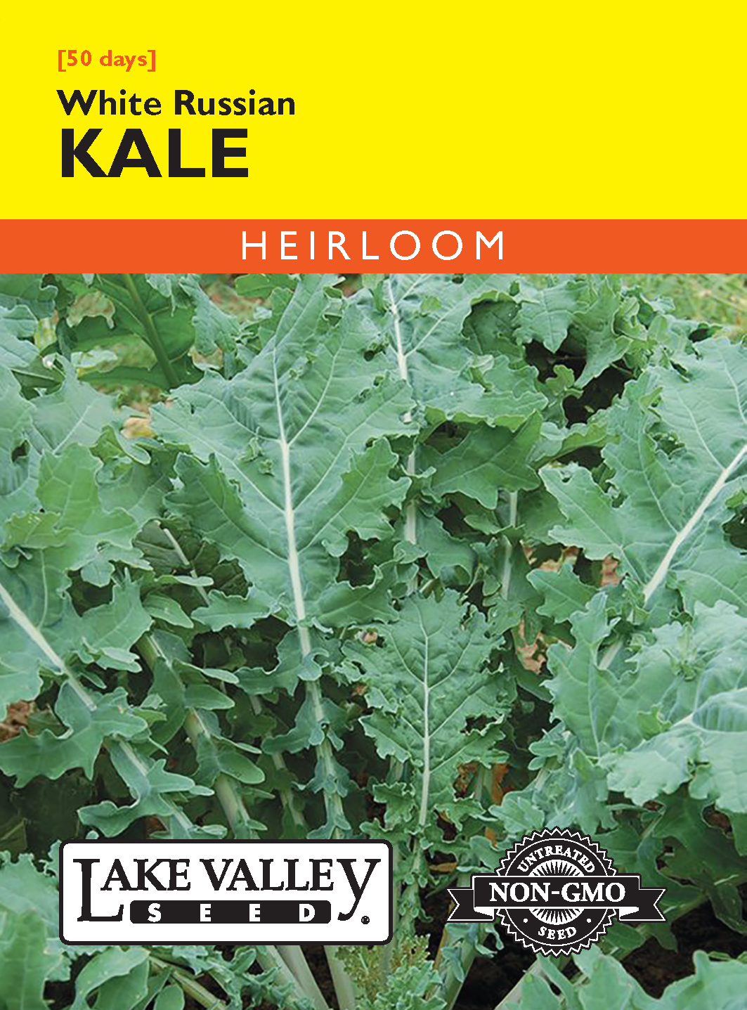 Kale White Russian Seeds