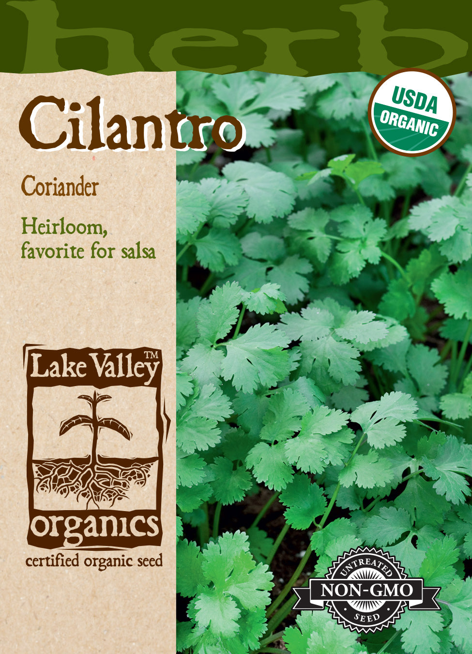 Organic Cilantro (Coriander) Seeds