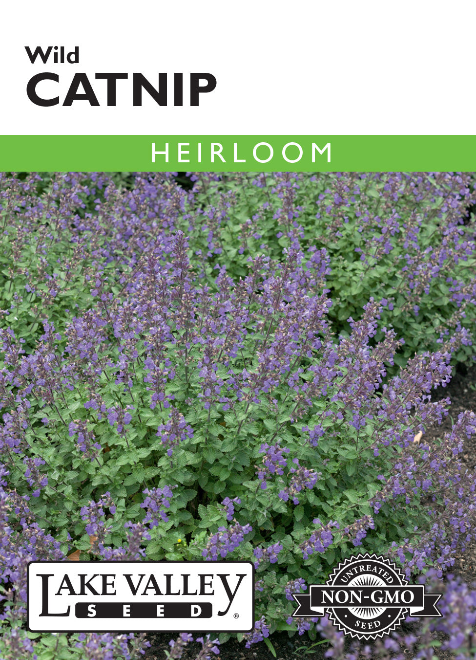 Catnip Wild Seeds