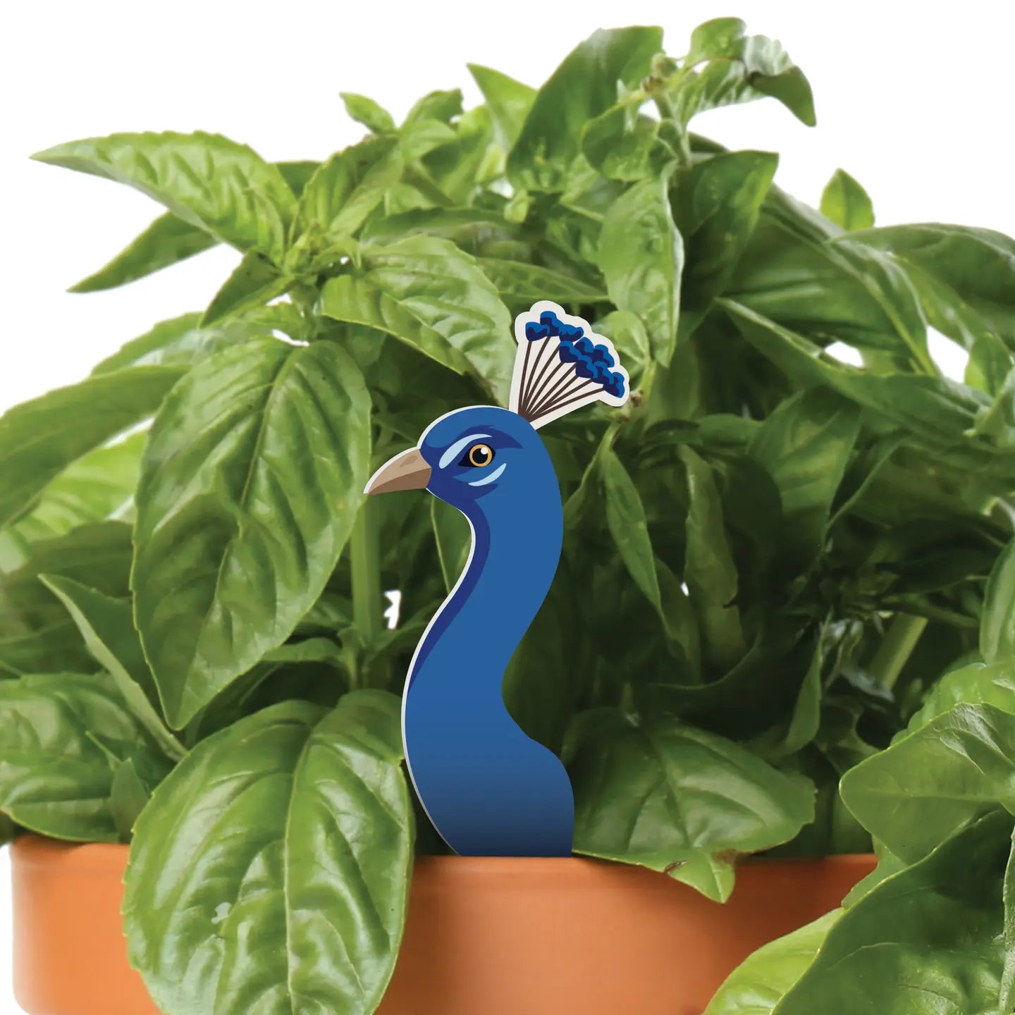 Peacock Plant Pal