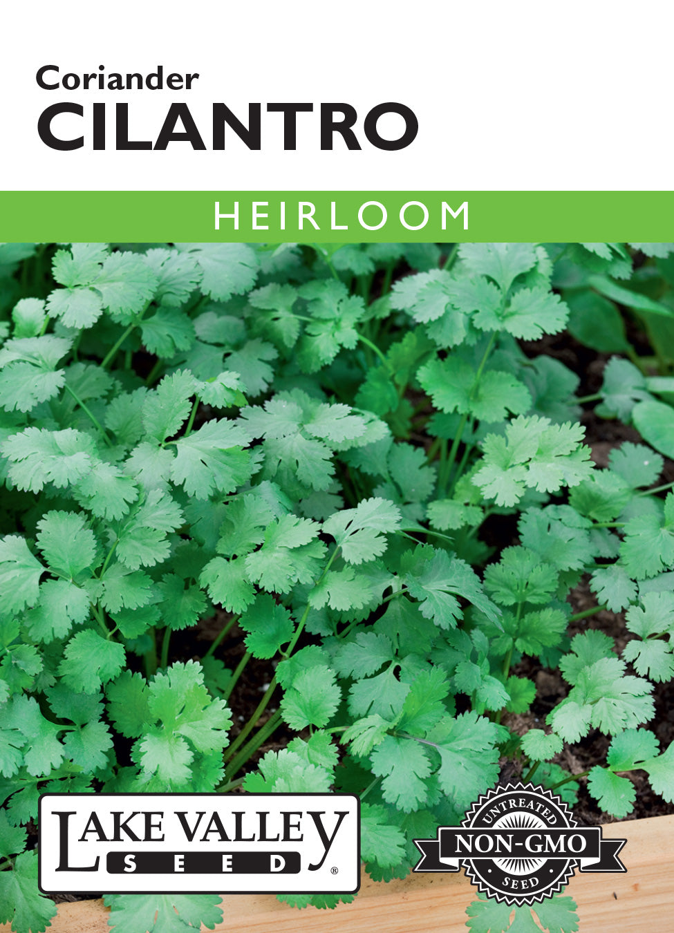coriander seeds plant Cilantro (Coriander) Seeds