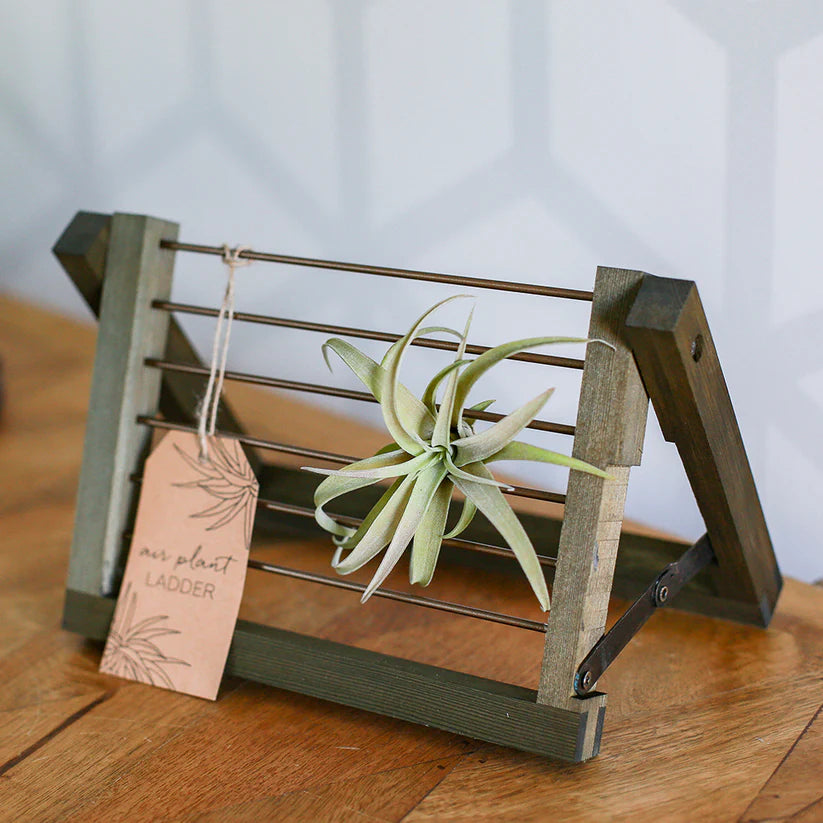 6" Airplant Ladder Natural Wood