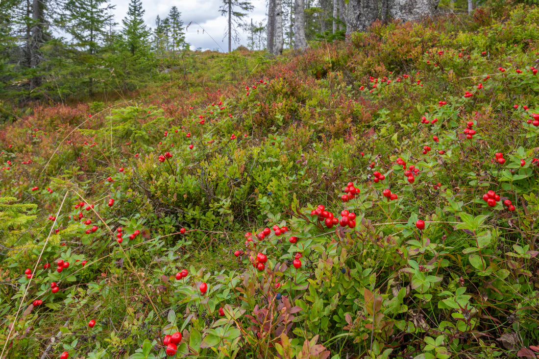 Bearberry