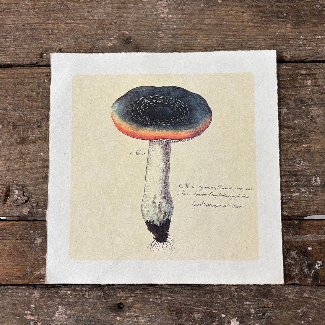 Rainbow Shroom Print