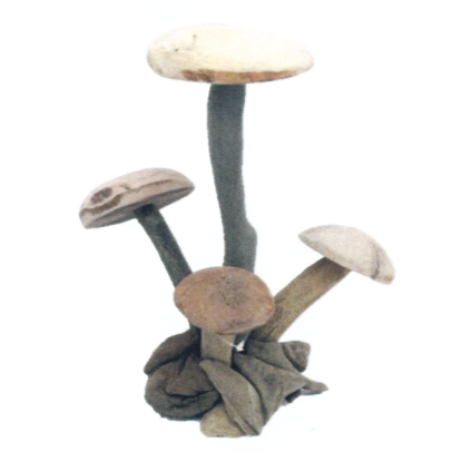 Driftwood Mushroom