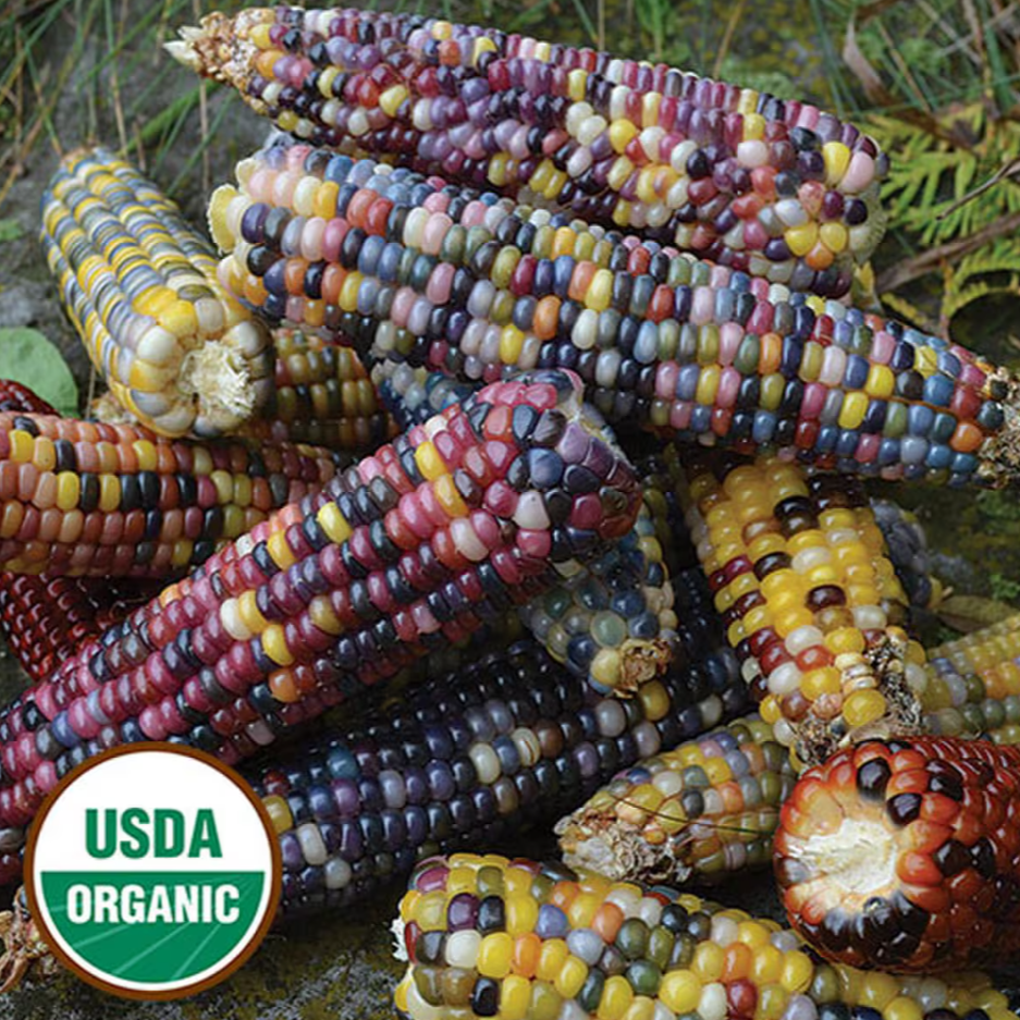 Seed Savers Organic Glass Gem Corn