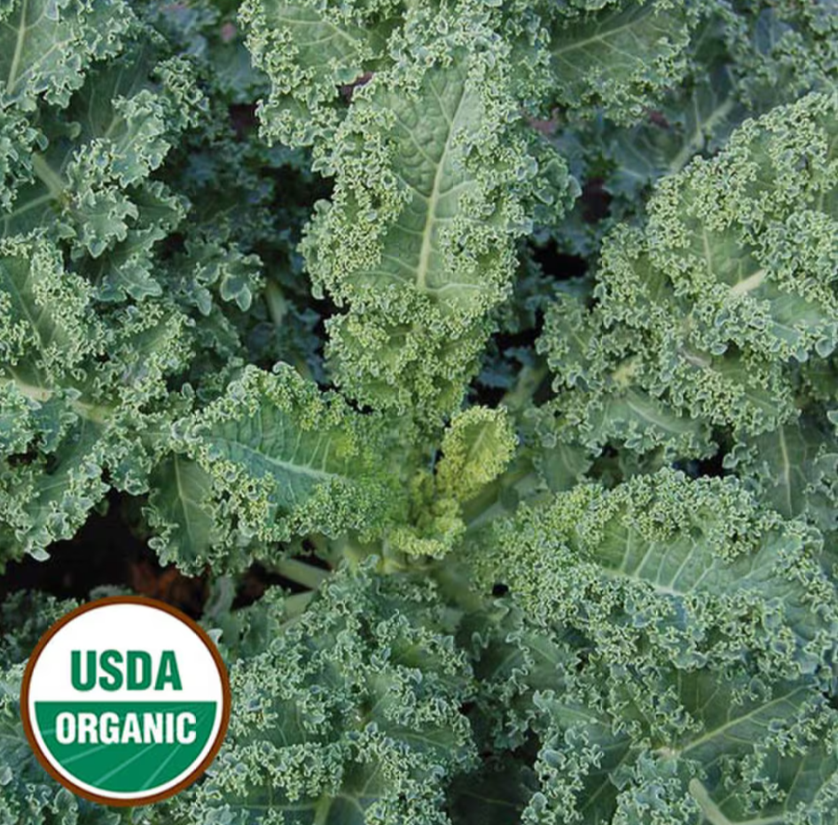Seed Savers Organic Dwarf Blue Curled Scotch Kale