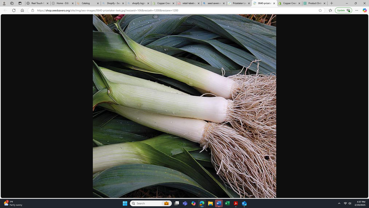 Seed Savers Prizetaker Leek