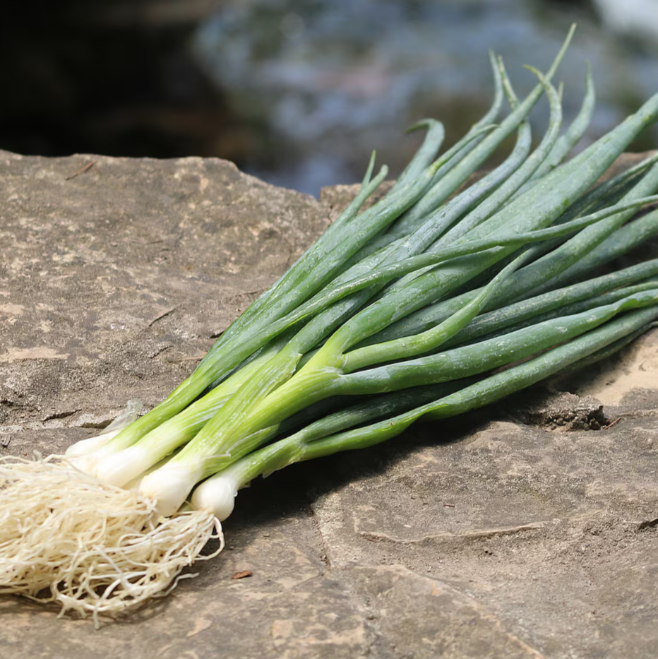 Seed Savers Heshiko Bunching Onion
