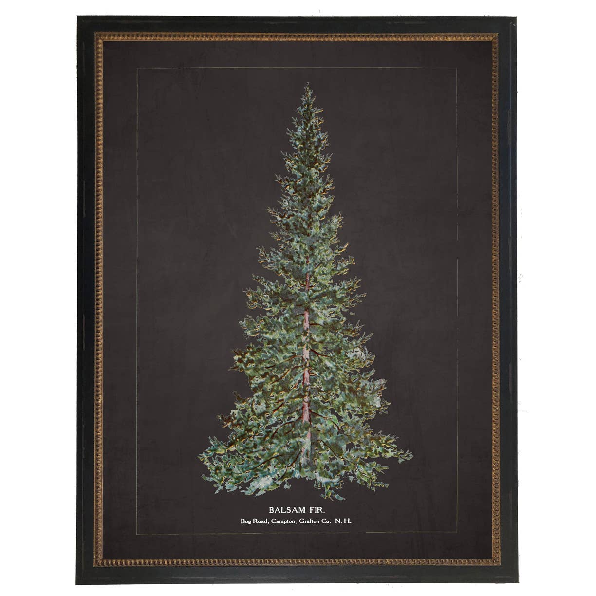 Framed vintage balsam fir bookplate