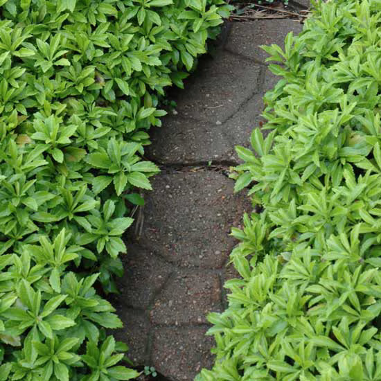 Pachysandra Green Carpet