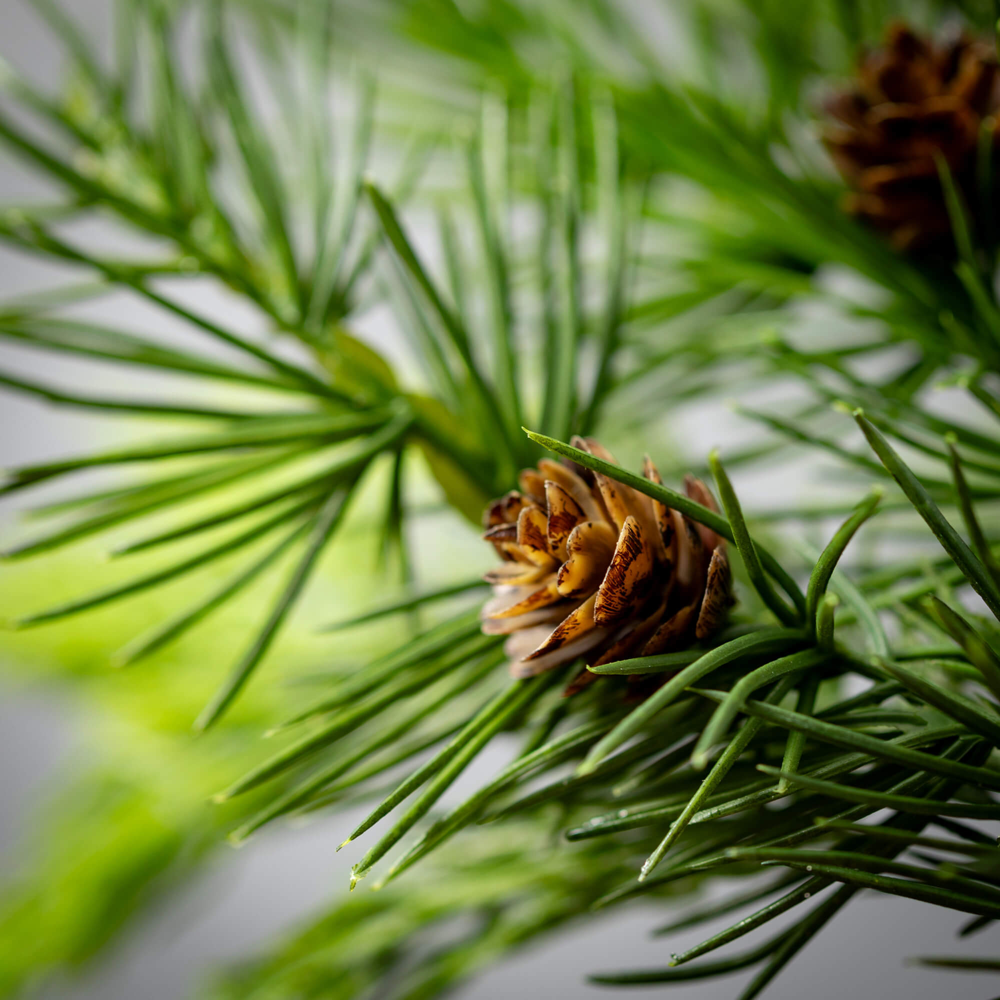 non flowering seed bearing vascular plants Lush Cedar Pick