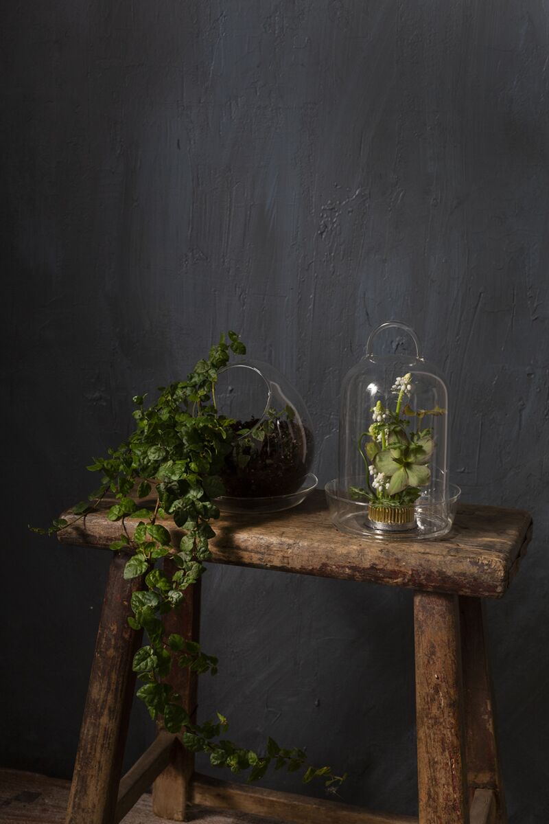 Venta Terrarium