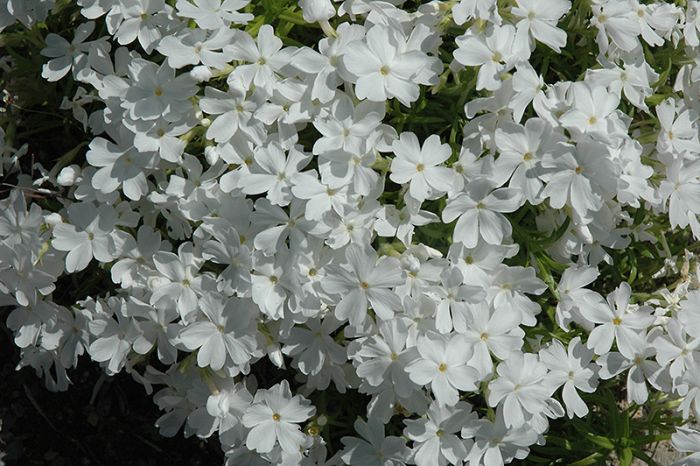Phlox Sub White Delight