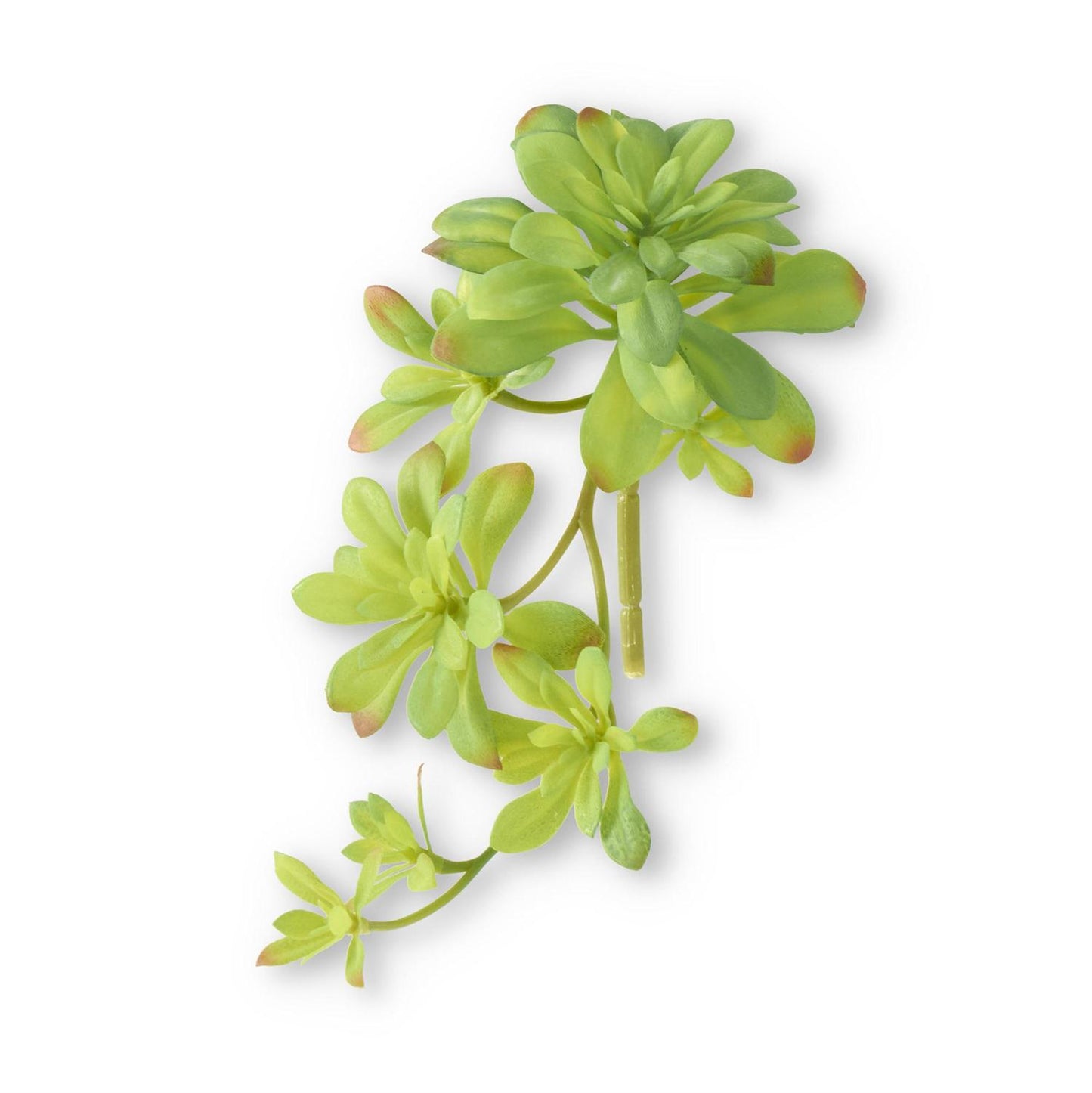 Echeveria Hanging Stem