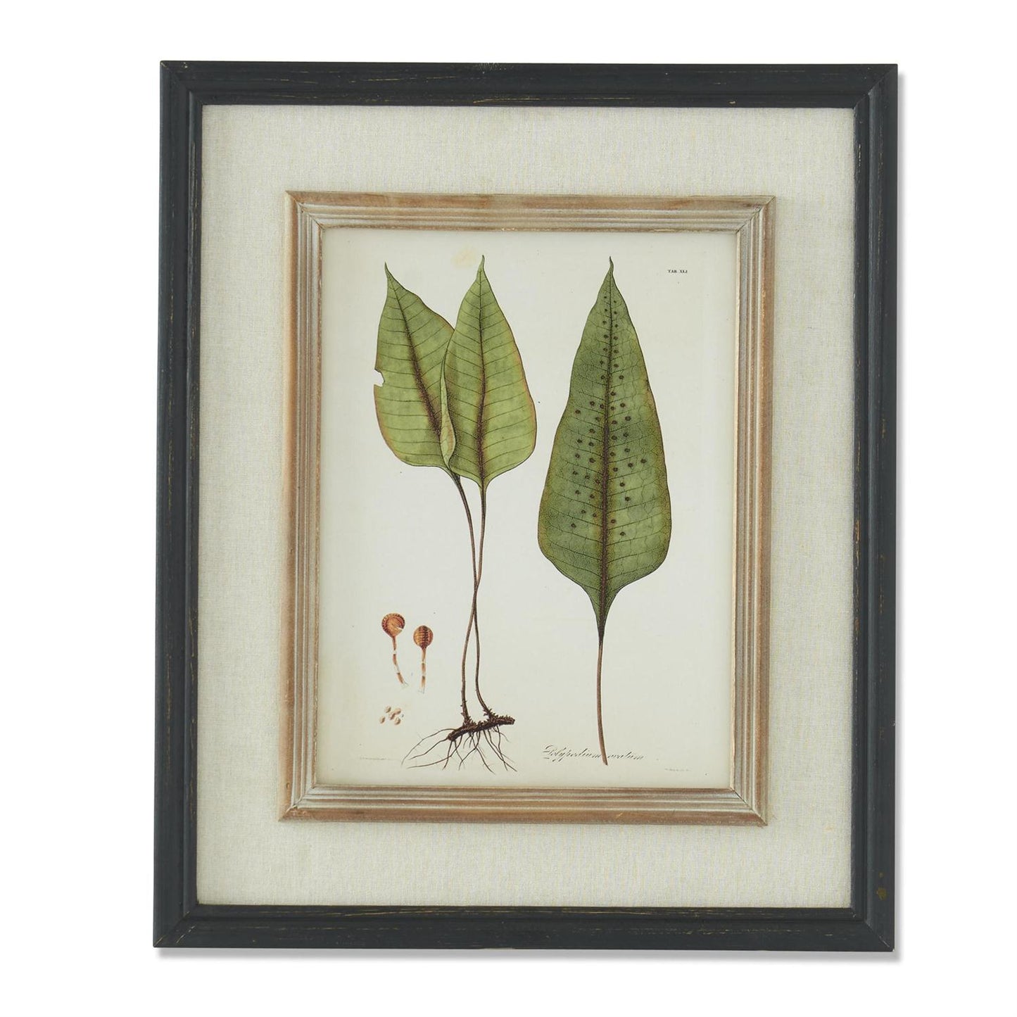 Black & Tan Double Framed Botanical Prints