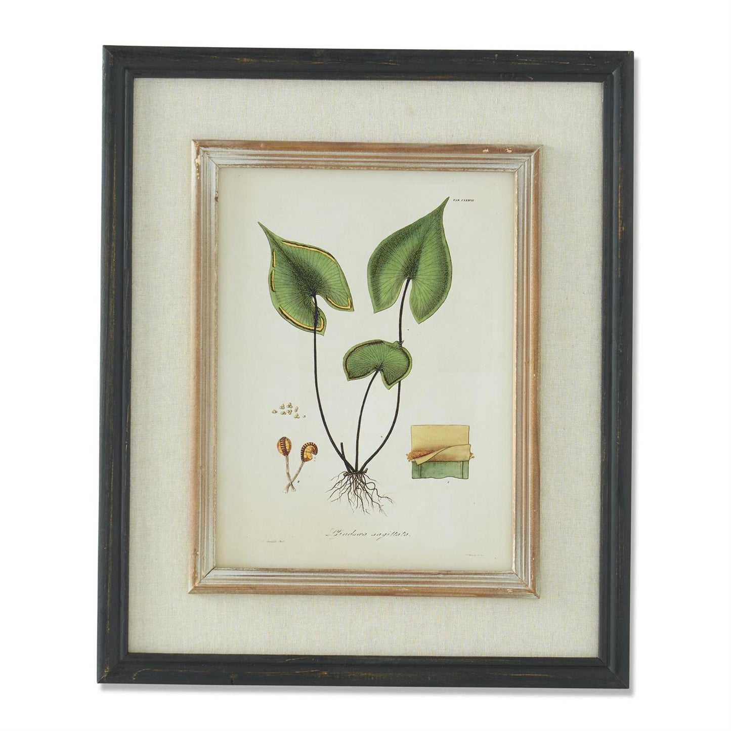 Black & Tan Double Framed Botanical Prints