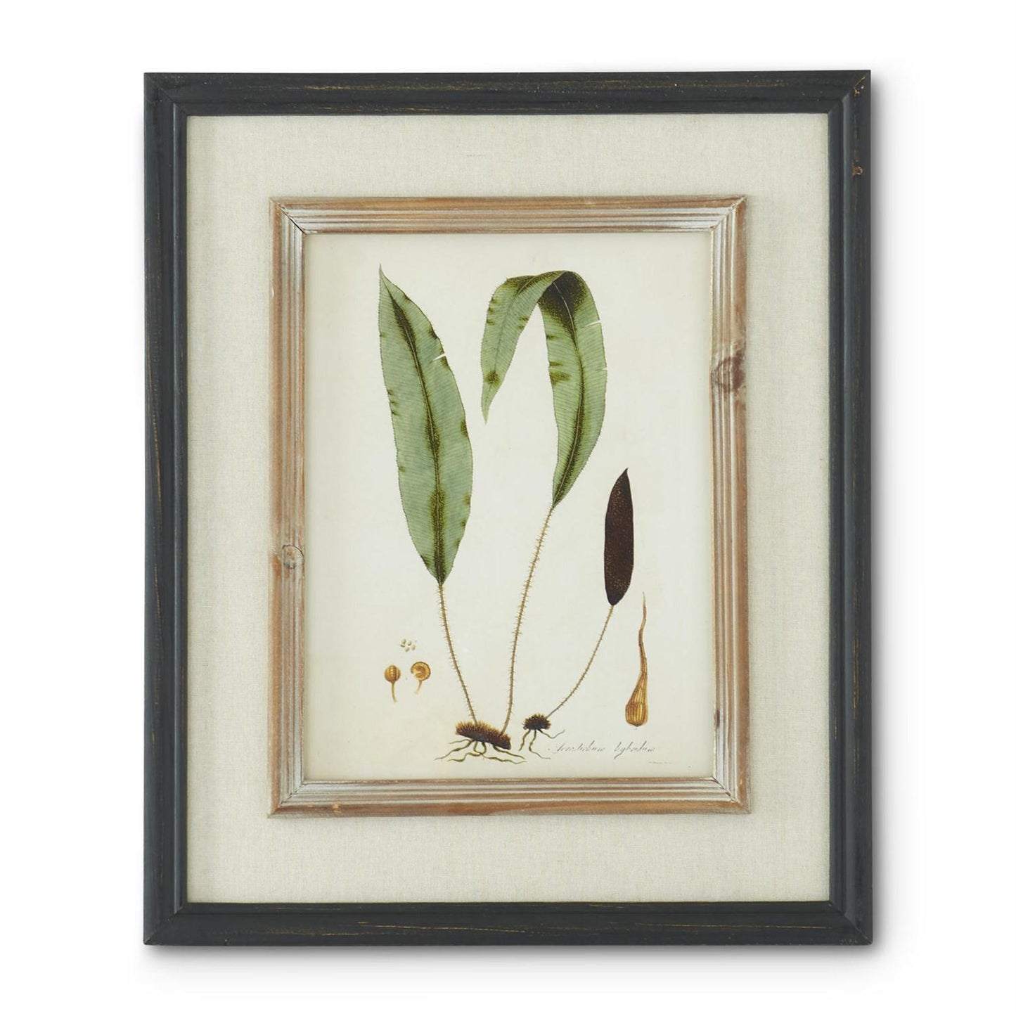 Black & Tan Double Framed Botanical Prints