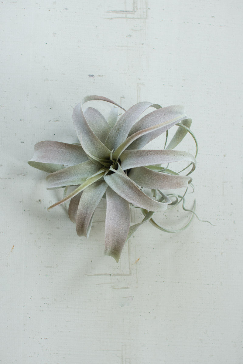 faux air plant Extra Large Faux Tillandsia Air Plant