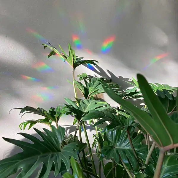 Rainbow maker sticker - Stay Wild