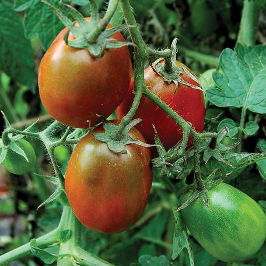 Seed Savers Black Plum Tomato