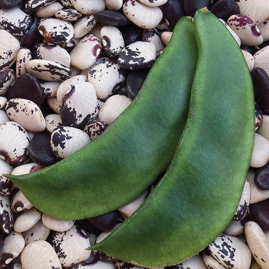 Seed Savers Wick's Lima Bean (Organic)