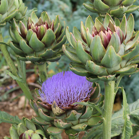 Seed Savers Green Globe Artichoke Seeds