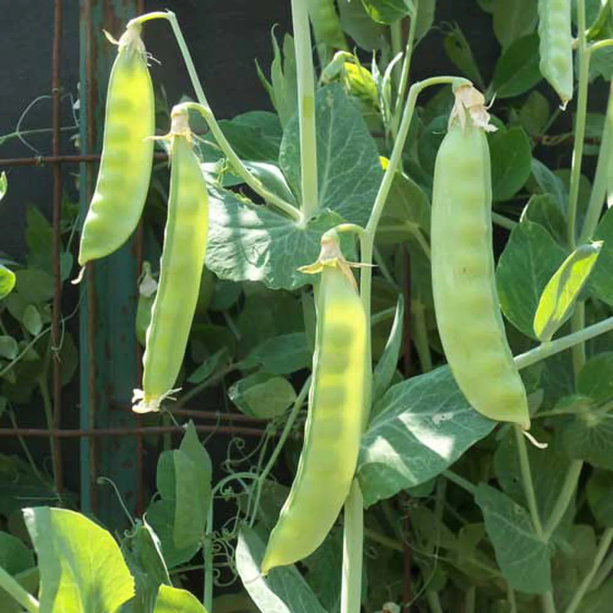 Seed Savers Swenson Swedish Pea