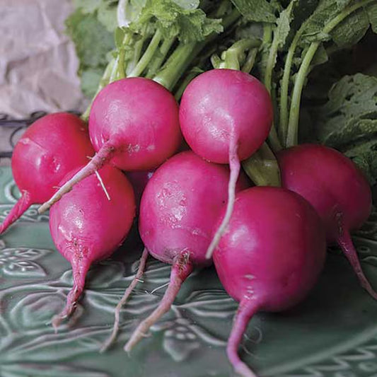 Seed Savers Pink Lady Slipper Radish