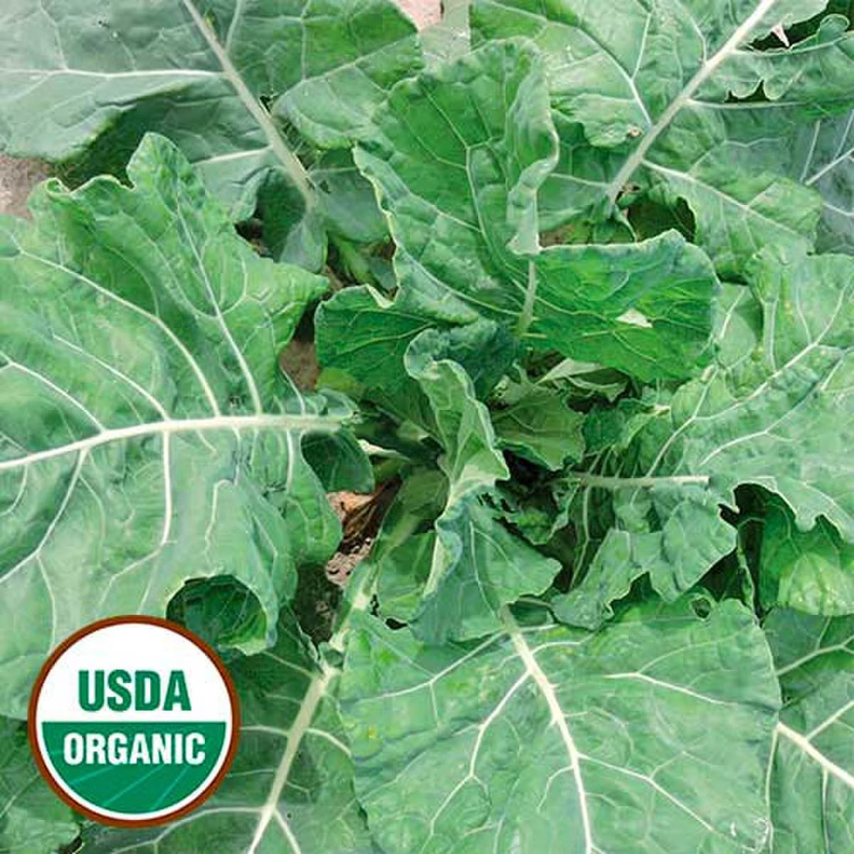 Seed Savers Organic Ellen Felton Dark Collard