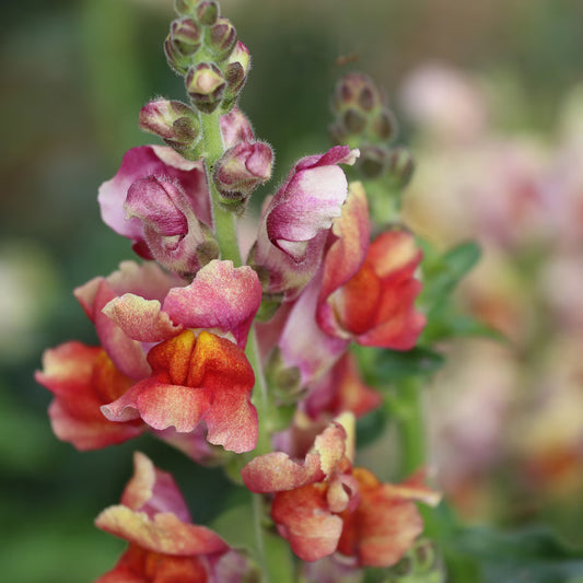 Seed Savers Tetra Mix Snapdragon Flower