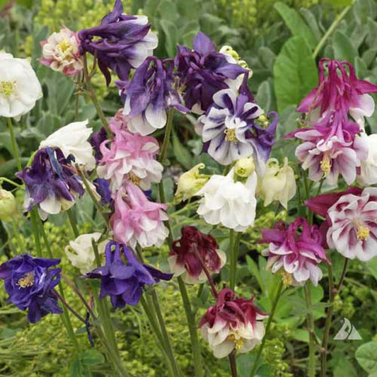 Seed Savers Dwarf Columbine Flower