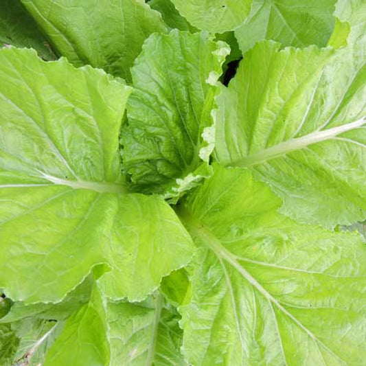 Seed Savers Feaster Family Heirloom Mustard