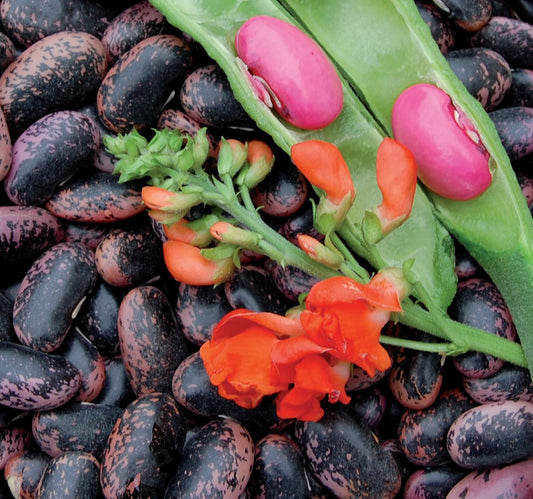 Seed Savers Scarlet Runner Bean