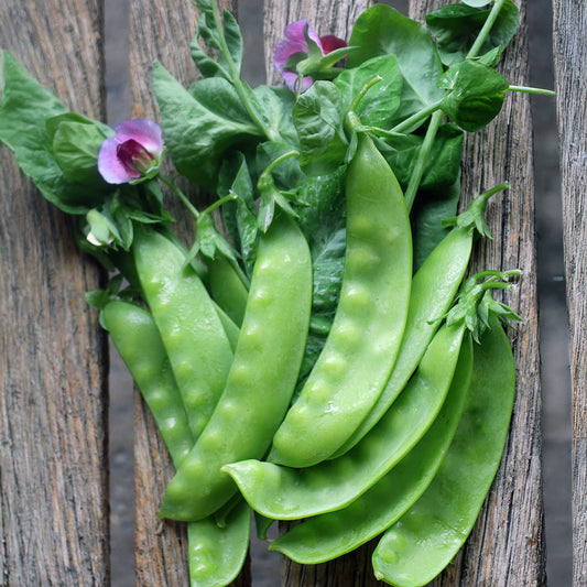 Seed Savers Green Beauty Pea