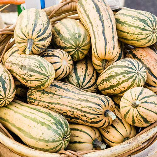 Seed Savers Honey Boat Squash