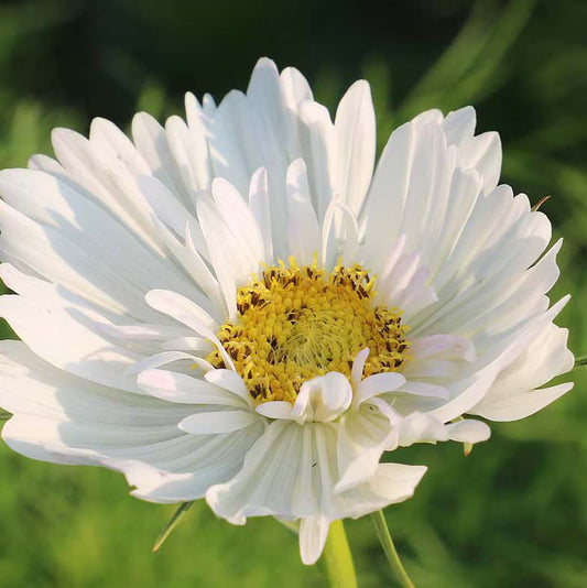 Seed Savers Fizzy White Cosmos Flower