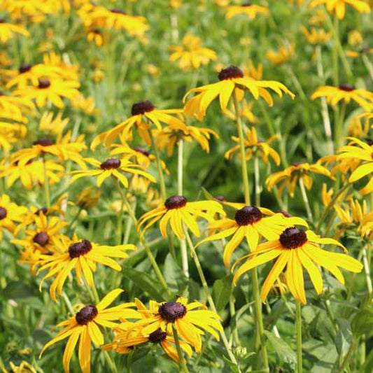 Seed Savers Black-Eyed Susan Prairie