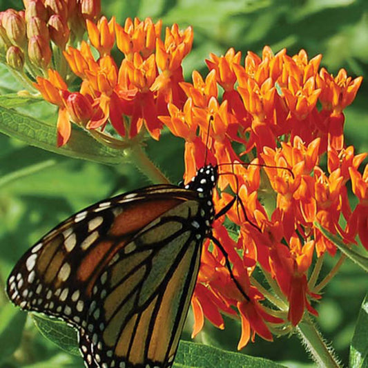 Seed Savers Butterflyweed Prairie