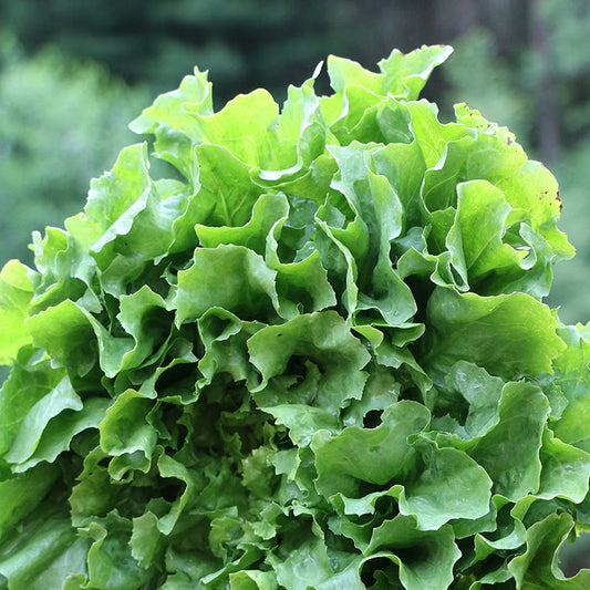 Seed Savers Pink Star Endive (Organic)