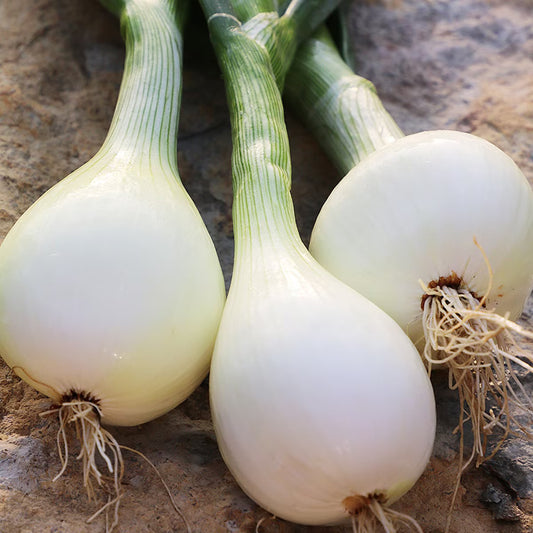 Seed Savers Walla Walla Onion