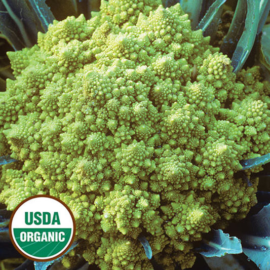 Seed Savers Romanesco Cauliflower (Organic)