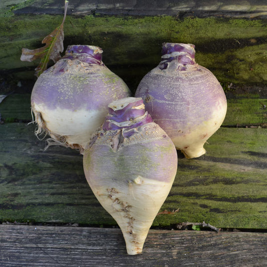 Seed Savers Tipperary Rutabaga