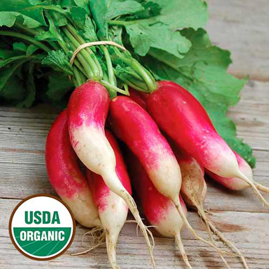 Seed Savers French Breakfast Radish (Organic)