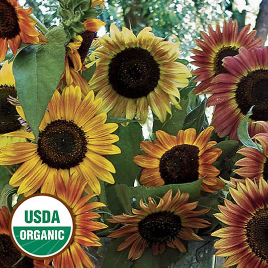 Seed Savers Organic Evening Sun Sunflower