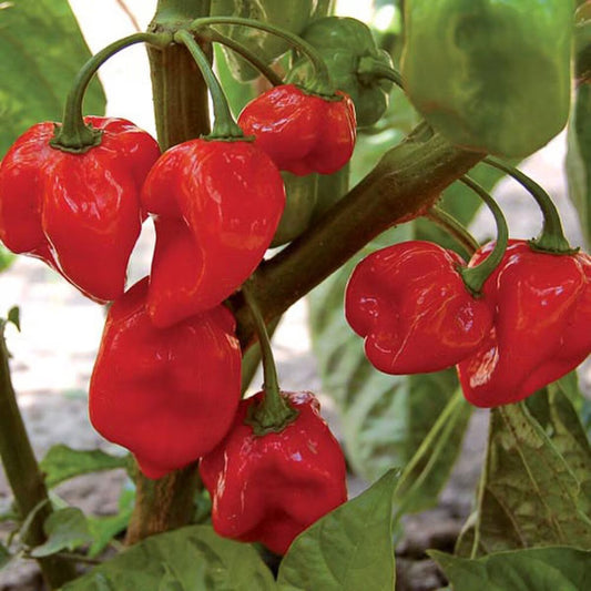 Seed Savers Red Habanero Pepper