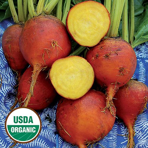 Seed Savers Organic Burpee's Golden Beet